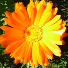 Схема вышивки «цветок»