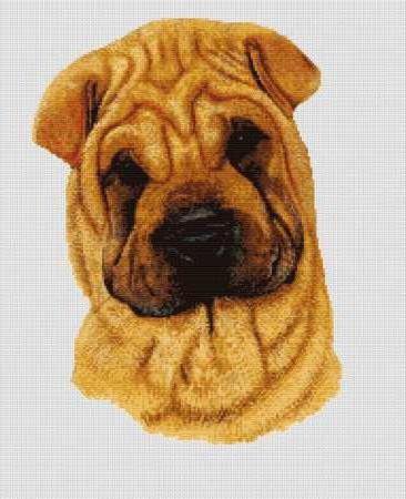 Шарпей - собаки, шарпеи - оригинал