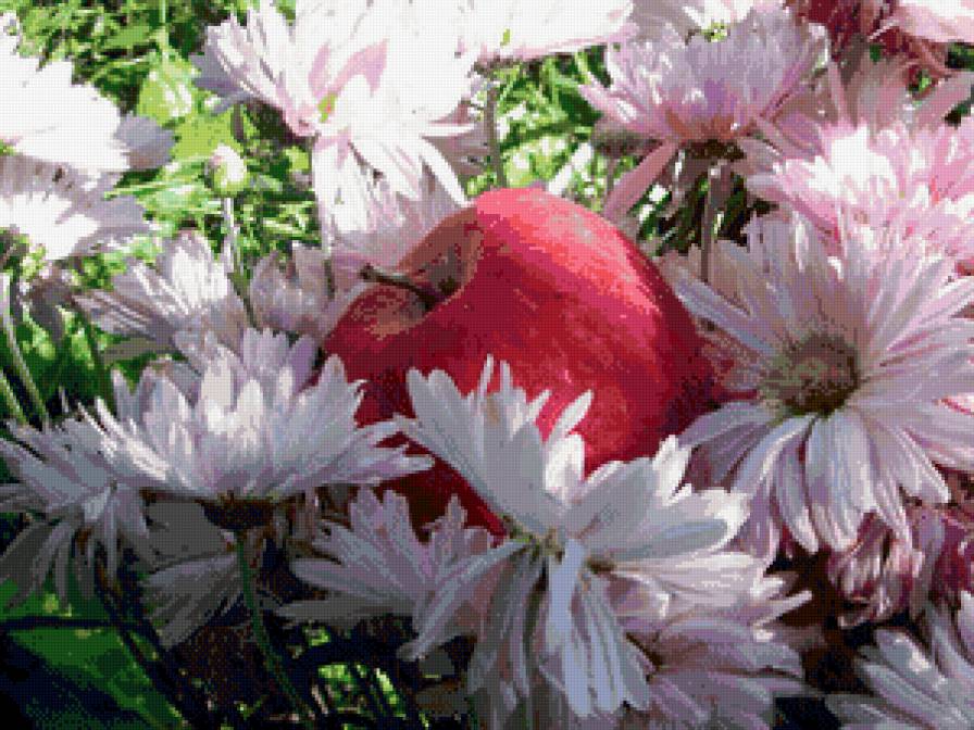 Яблоко и хризантемы - цветы - предпросмотр