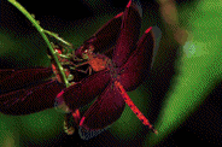 Стрекоза - стрекоза - предпросмотр