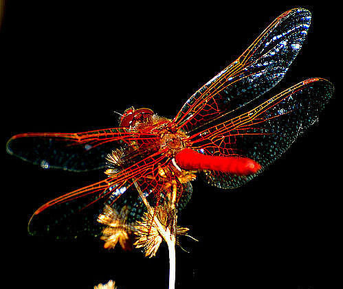 стрекоза - стрекоза - оригинал