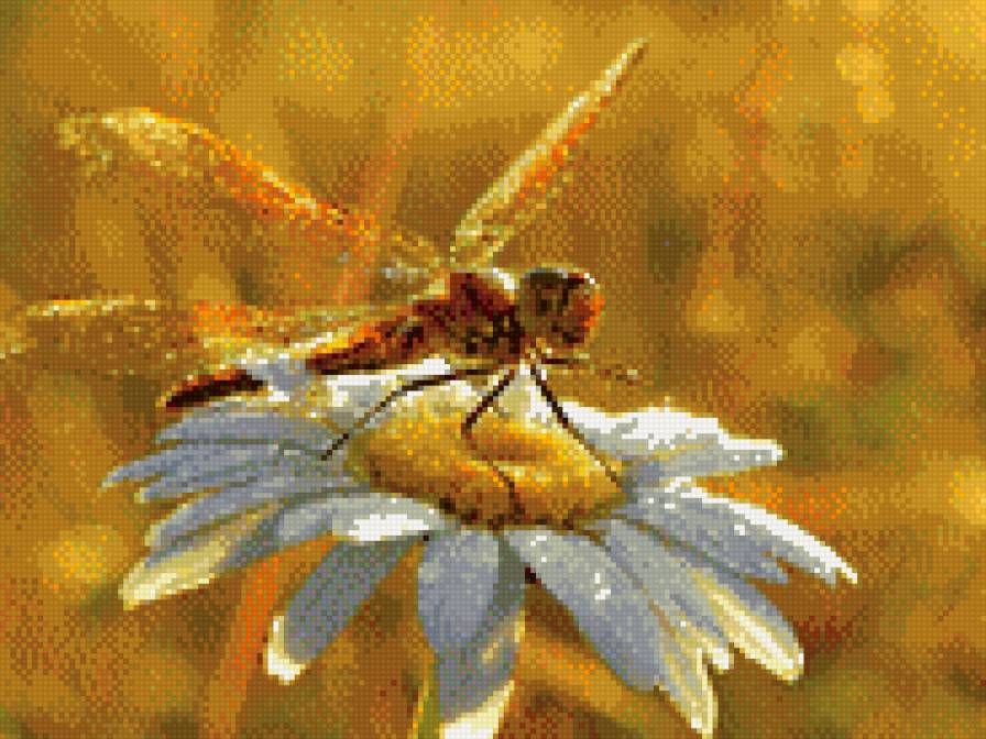 стрекоза - стрекоза - предпросмотр