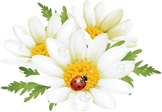 Ромашки - букет, цветы, природа - оригинал