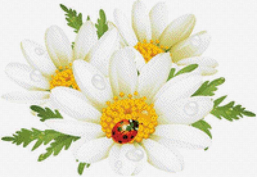 Ромашки - букет, природа, цветы - предпросмотр