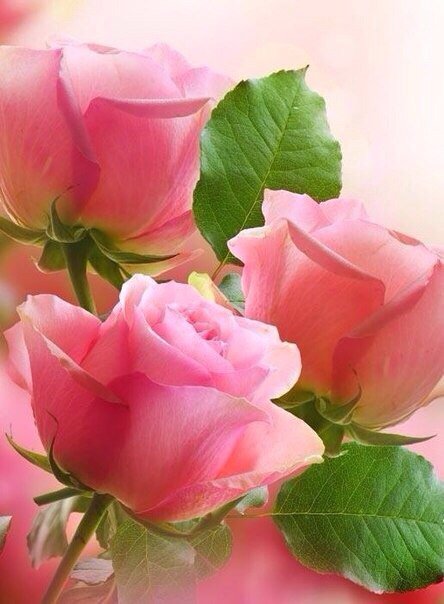 розы - нежность, цветы, букет, розовое, розы - оригинал