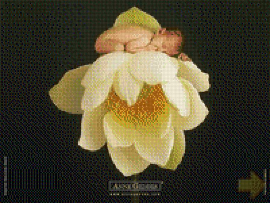 Цветок жизни - умиление, цветок, дитя - предпросмотр