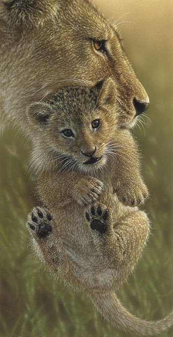 Заботливая мама - львенок, животные, львы - оригинал