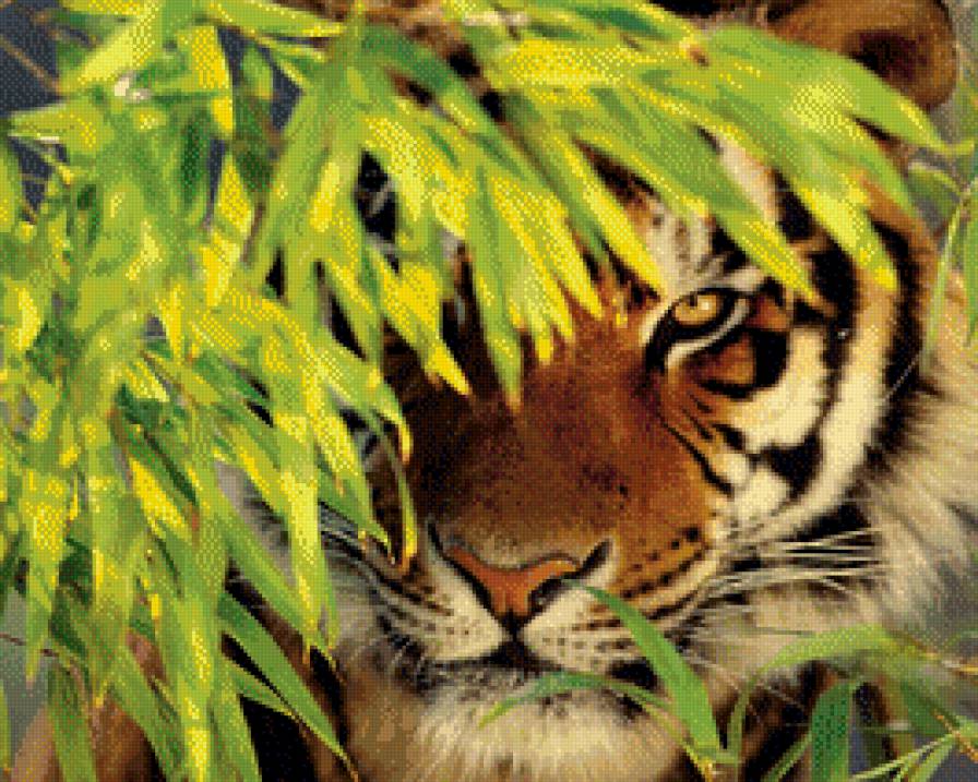 Взгляд 1 - животные, тигры - предпросмотр
