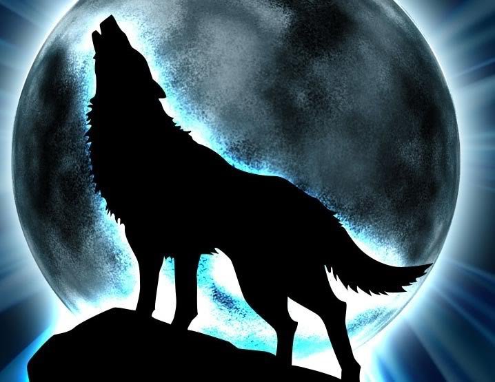 Волк - волк, волки, дикие животные - оригинал
