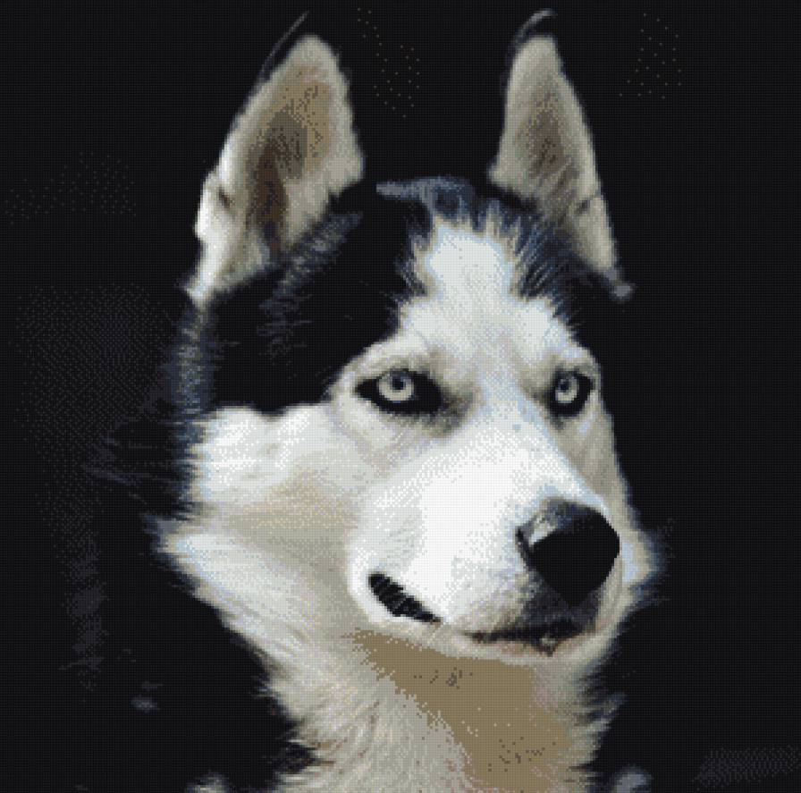 №704590 - предпросмотр