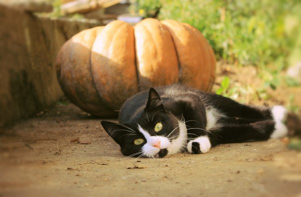 котэ - оригинал