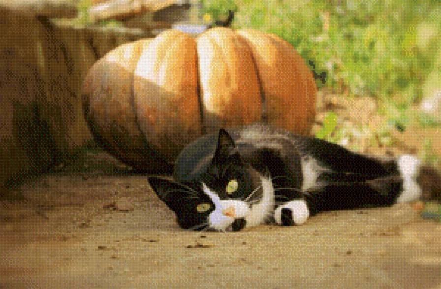 котэ - предпросмотр