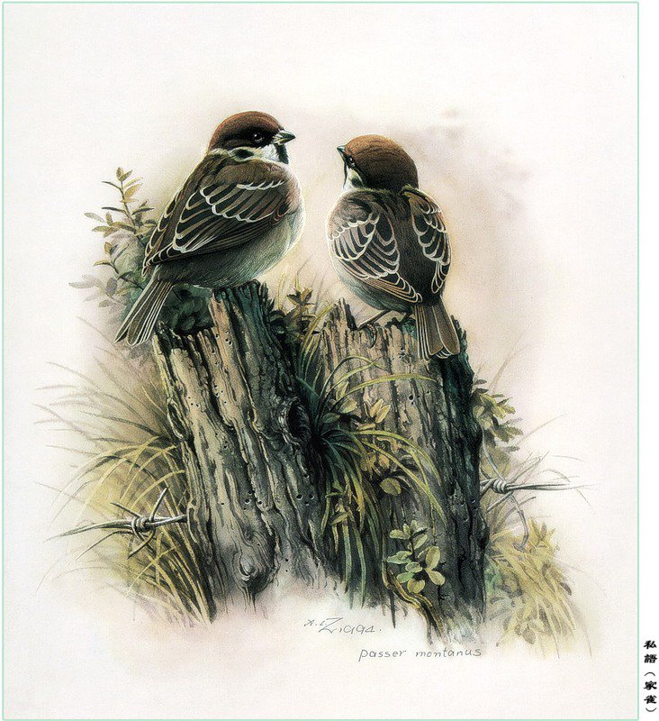 Птички - пара - оригинал