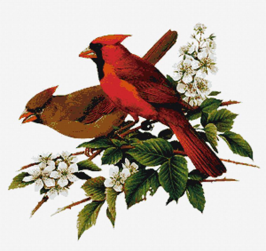 Два кардинала - цветы, птицы - предпросмотр