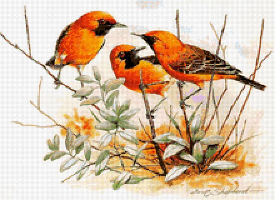 №705155 - предпросмотр