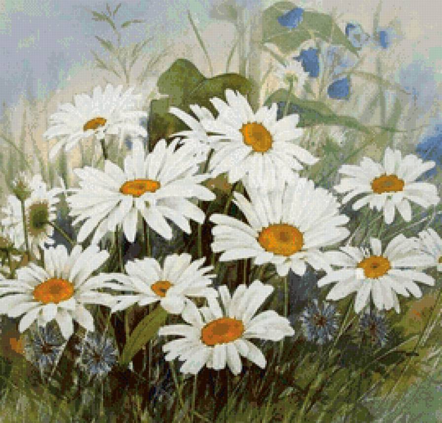 пано ромашки - пано, картина, цветы - предпросмотр