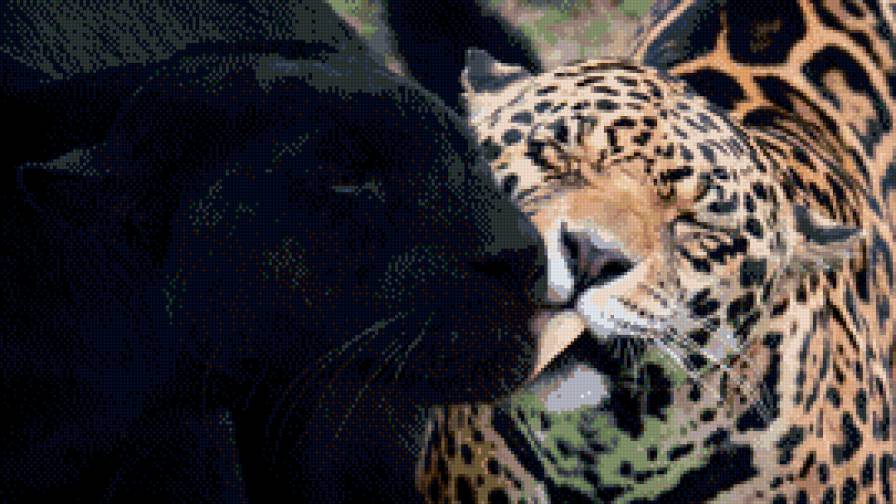 леопарды - дикие кошки, пантера, леопард - предпросмотр