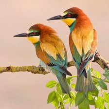 Схема вышивки «№705437»