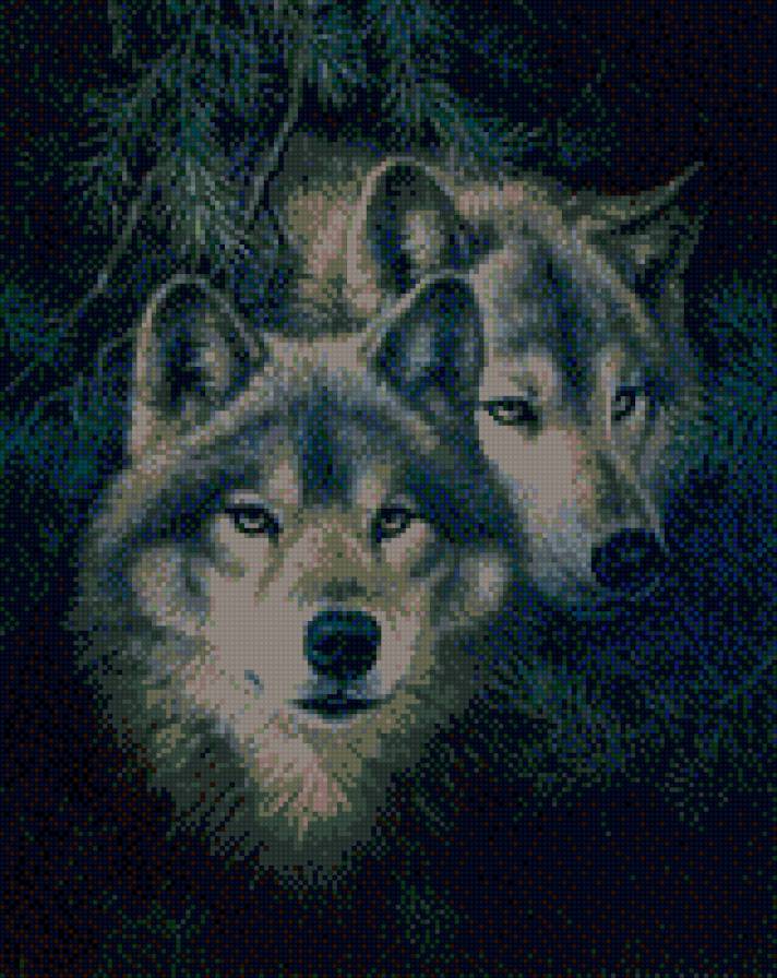 Волки - волки, животные - предпросмотр