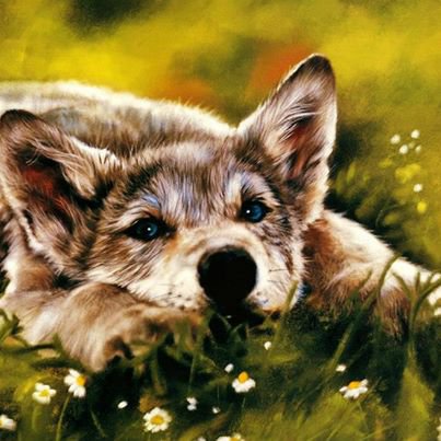 волчонок и цветы - взгляд, цветы, животные, природа, волки - оригинал