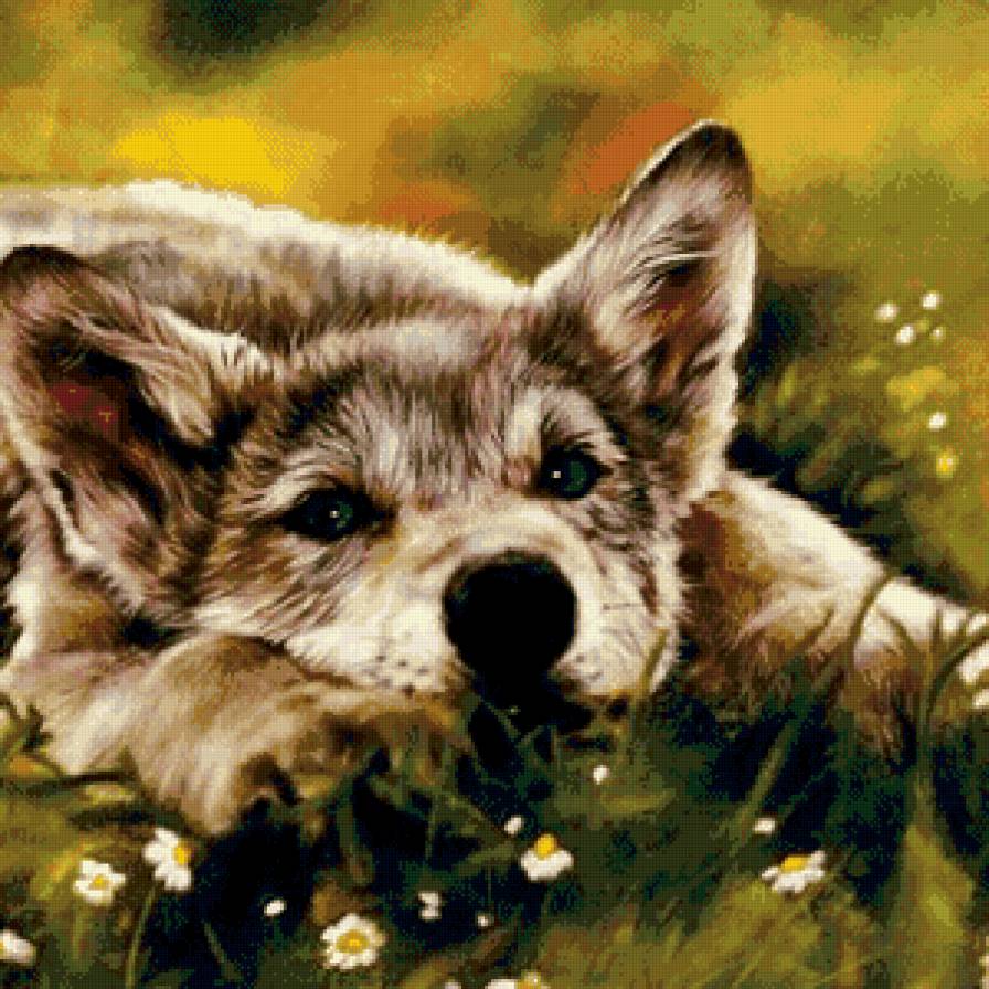 волчонок и цветы - цветы, взгляд, природа, волки, животные - предпросмотр