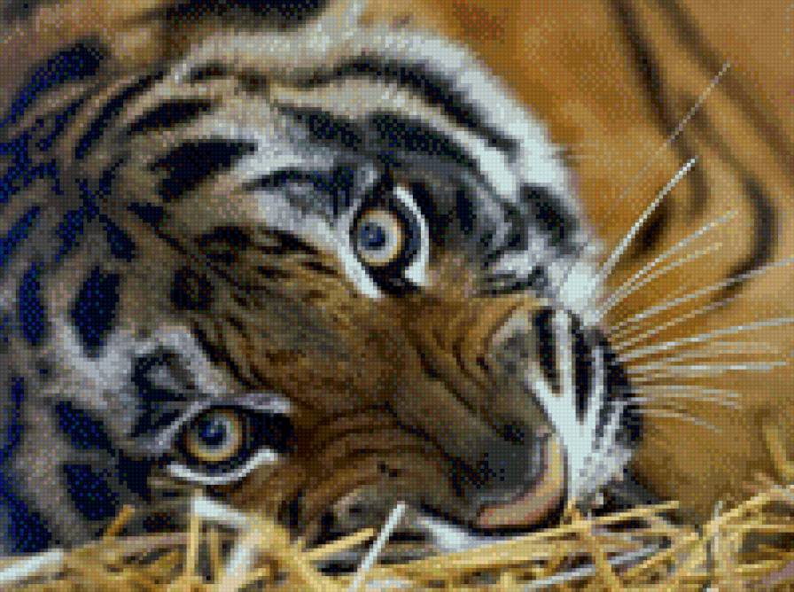 тигра - тирг, животные - предпросмотр