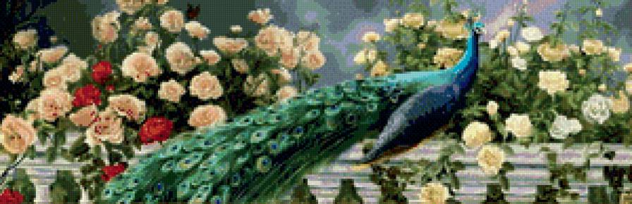 Павлин - природа, птицы - предпросмотр