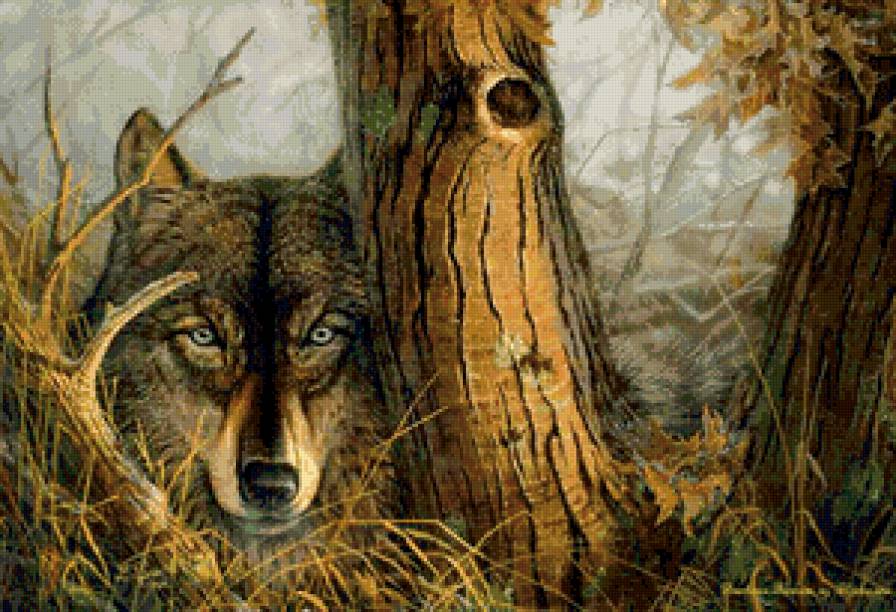 волк - волки, осень, животные, взгляд, лес, природа - предпросмотр