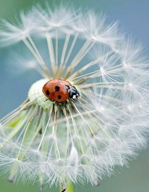 Божья коровка - божья коровка, жук, одуванчик, природа - оригинал