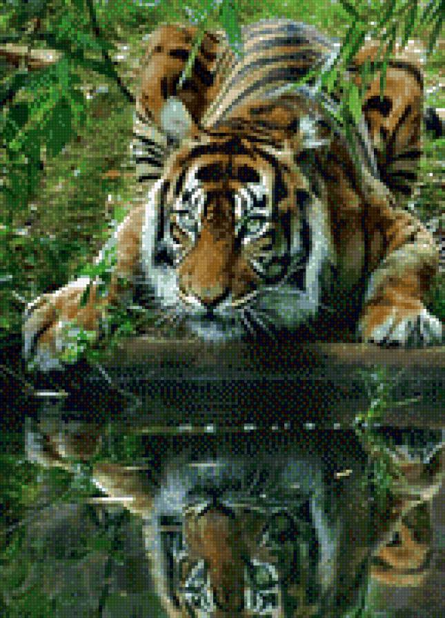 Тигр - тигры, природа - предпросмотр