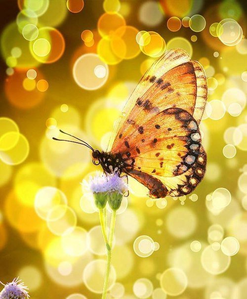 Бабочка - цветок, бабочка, природа - оригинал