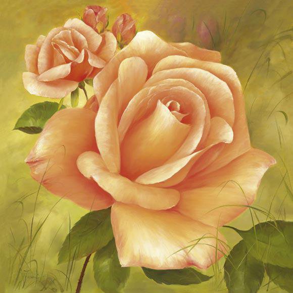 роза - цветы.роза - оригинал