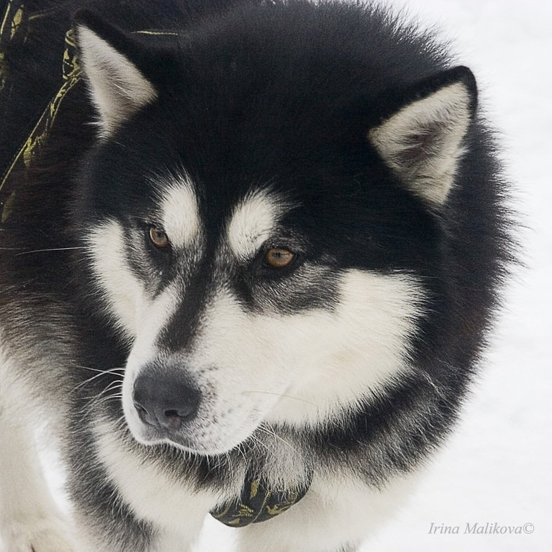 хаски - оригинал