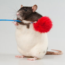 Схема вышивки «Крыс»