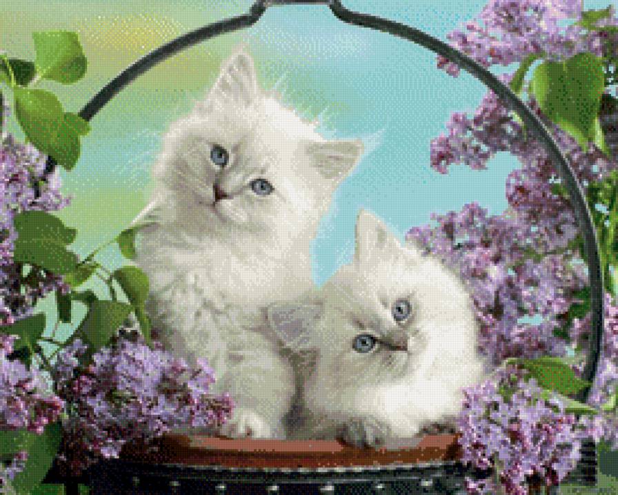 Котята - предпросмотр