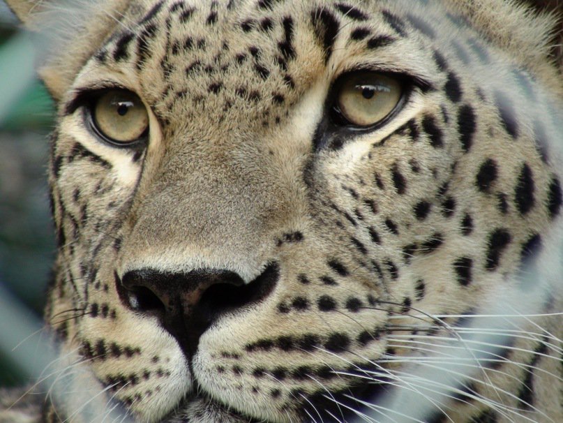 Кыса - оригинал