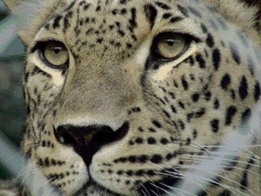 Кыса - предпросмотр