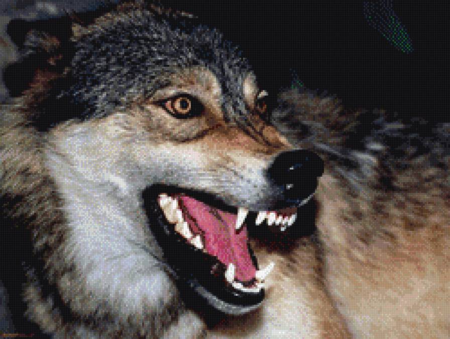 Волк - предпросмотр