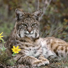 Схема вышивки «Рысь»