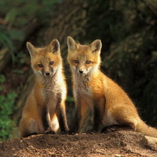 Схема вышивки «лисята»
