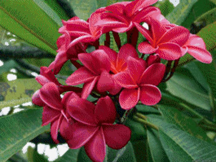 цветы - предпросмотр