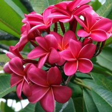 Схема вышивки «цветы»