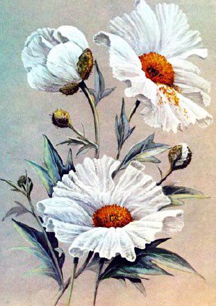 Белый пион - цветы - оригинал