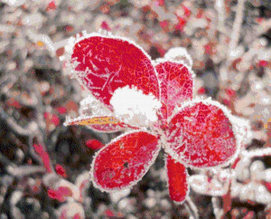 цветок - предпросмотр