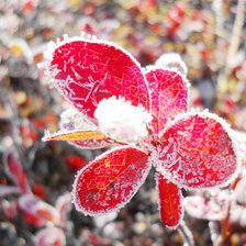 Схема вышивки «цветок»