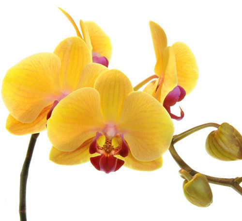 орхидея - цветы - оригинал