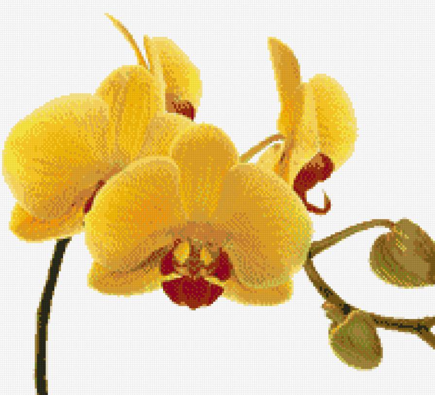 орхидея - цветы - предпросмотр