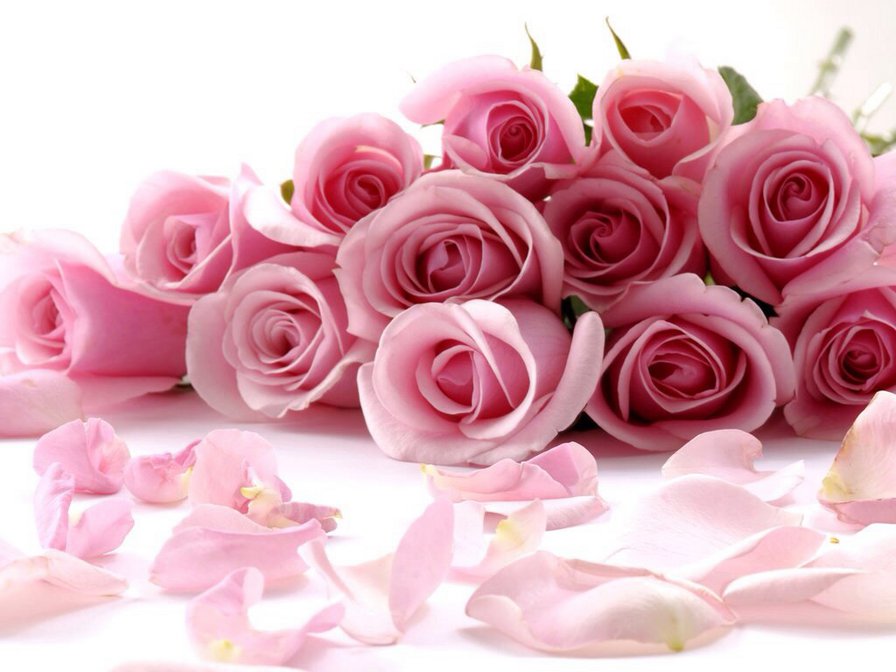 Розы розовые - букет, цветы, розы - оригинал