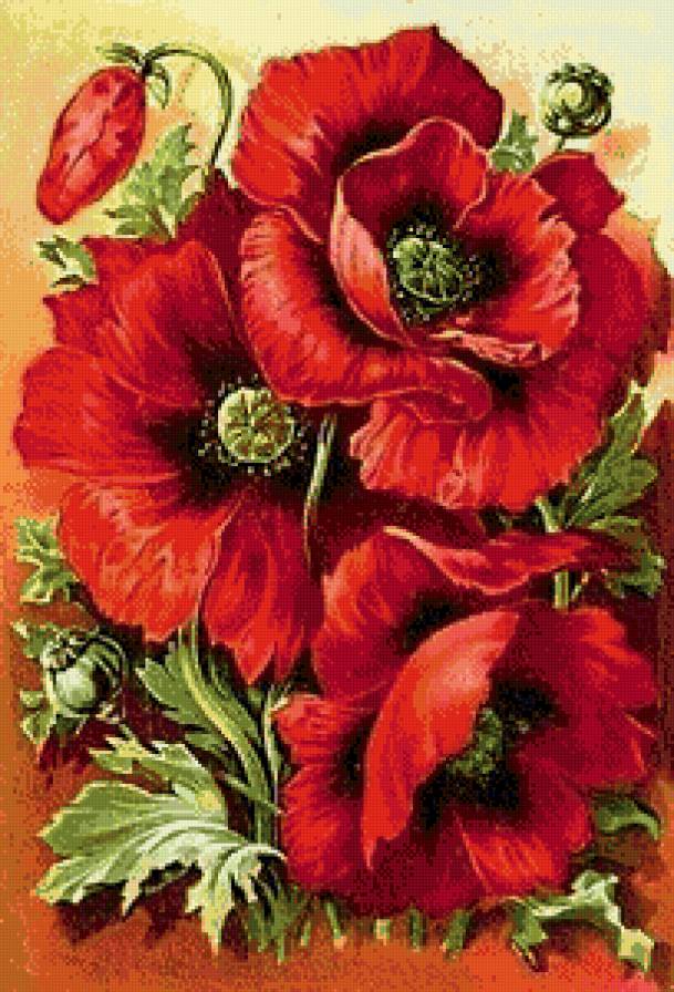 Маки 2 - предпросмотр