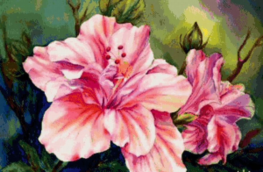 гибискус - цветы, пано - предпросмотр